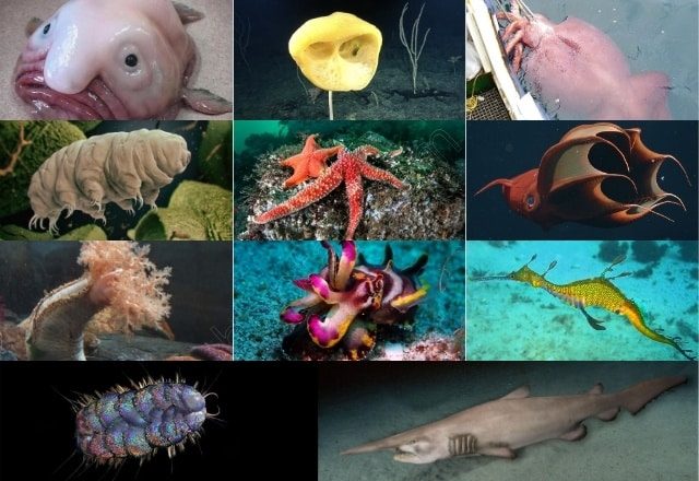 11 Fascinating Recently Found Ocean Creatures