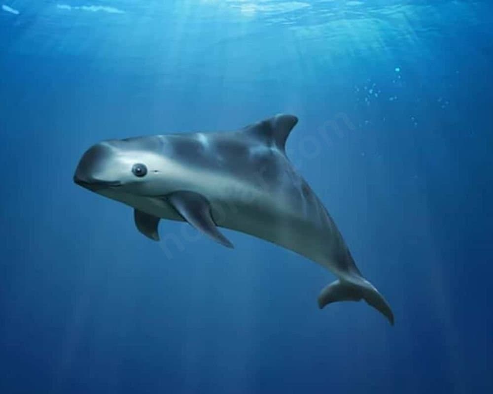 Vaquita