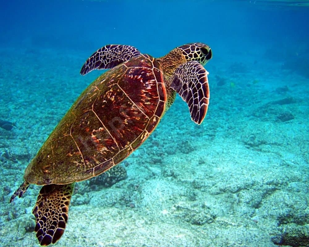 Sea Turtles