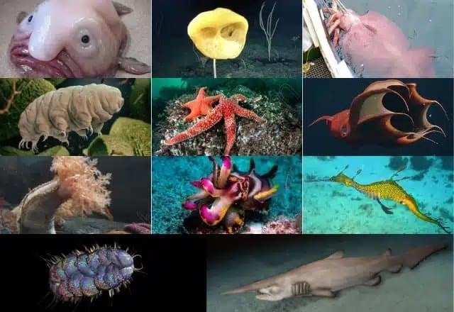 11 Fascinating Recently Found Ocean Creatures