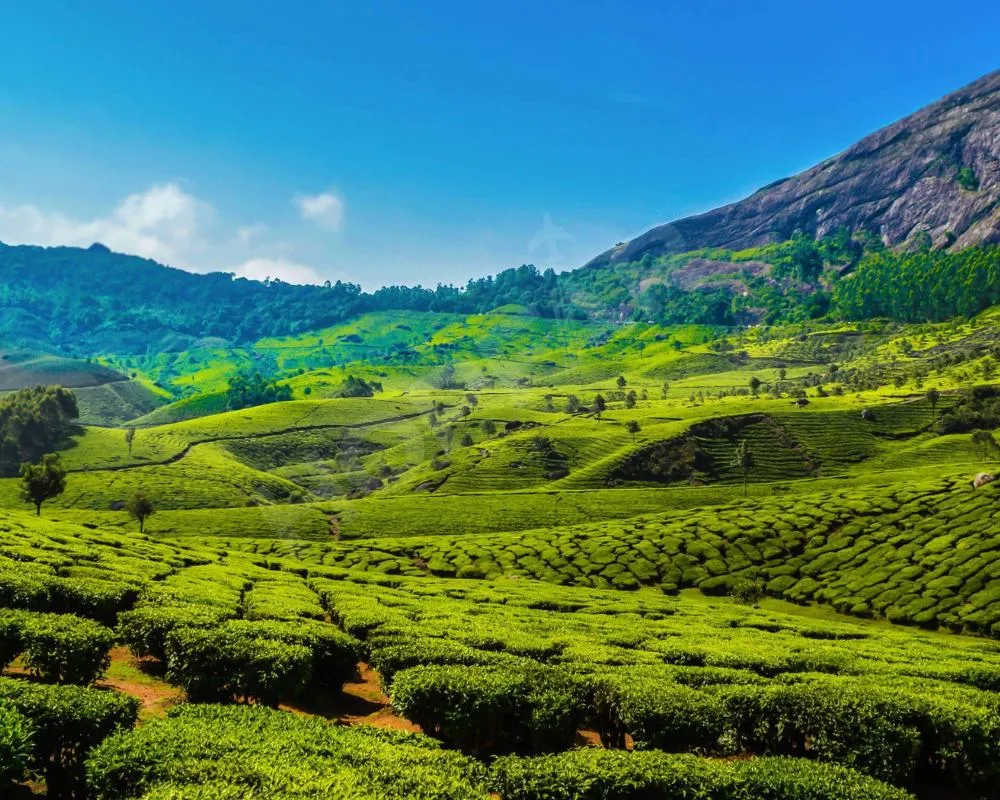 Munnar, Kerala