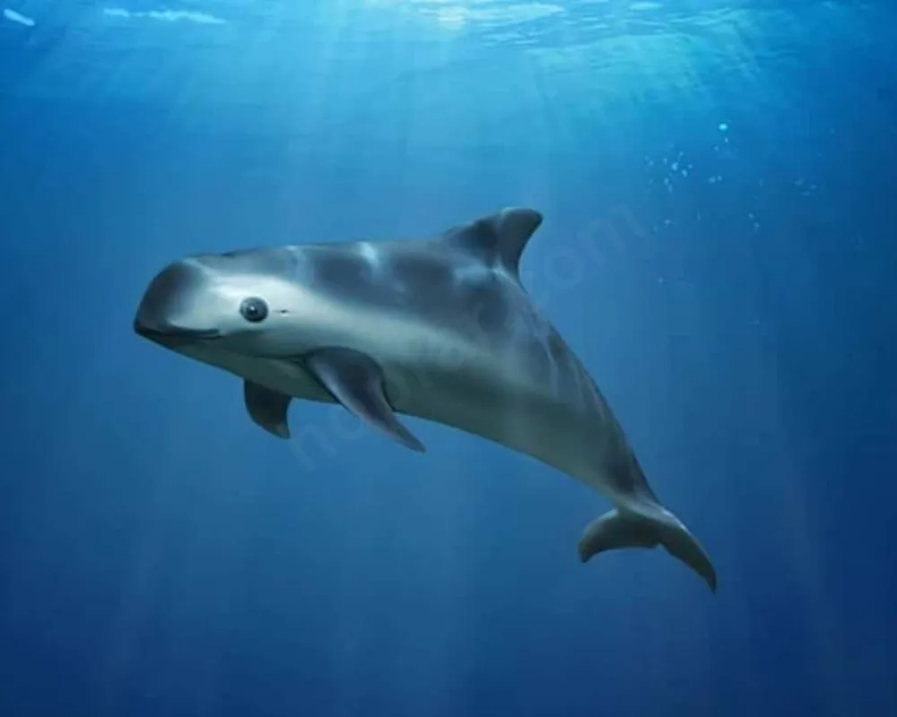 Vaquita