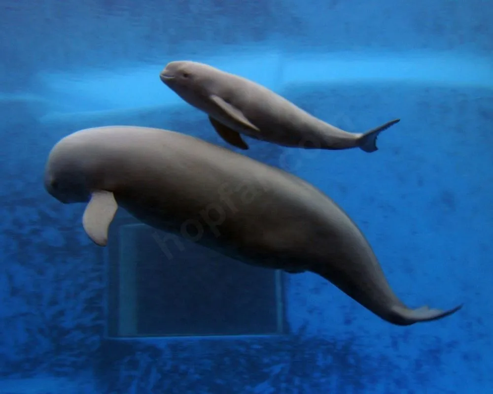 Yangtze Finless Porpoise