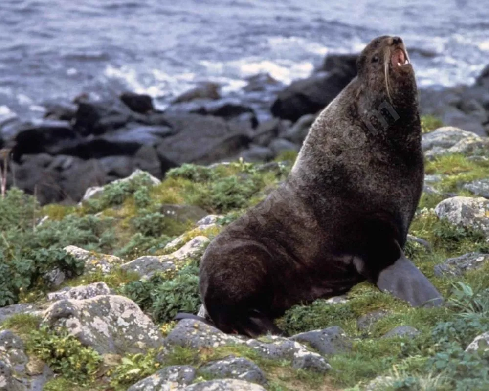 Northern Fur Seal