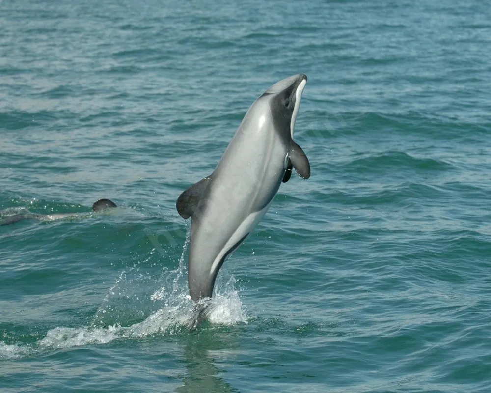 Hector's Dolphin
