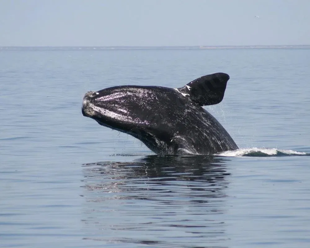 North Atlantic Right Whale