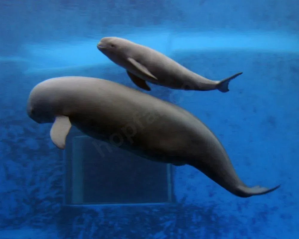 Yangtze Finless Porpoise