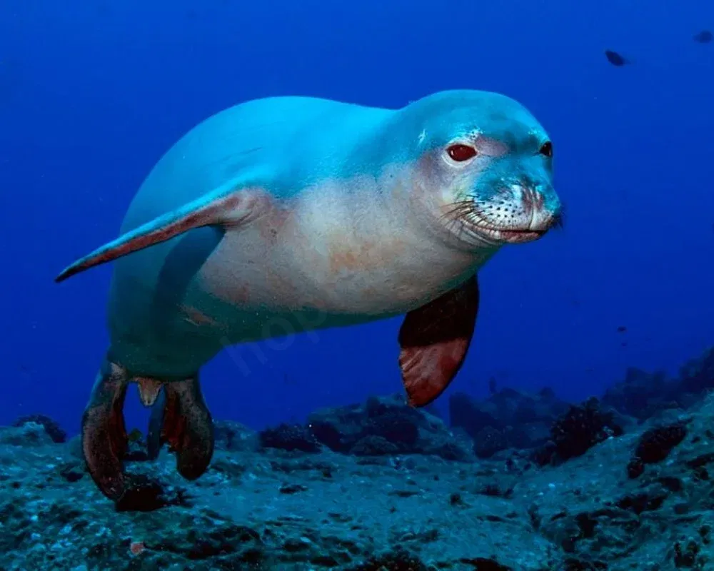 Hawaiian Monk Seal