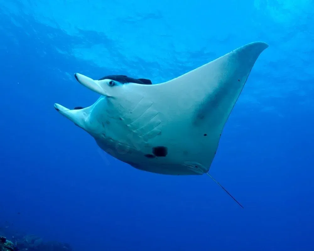 Giant Manta Ray