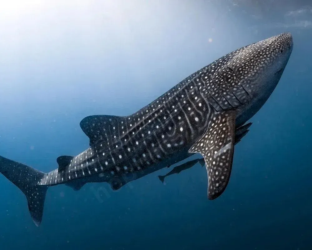Whale Shark