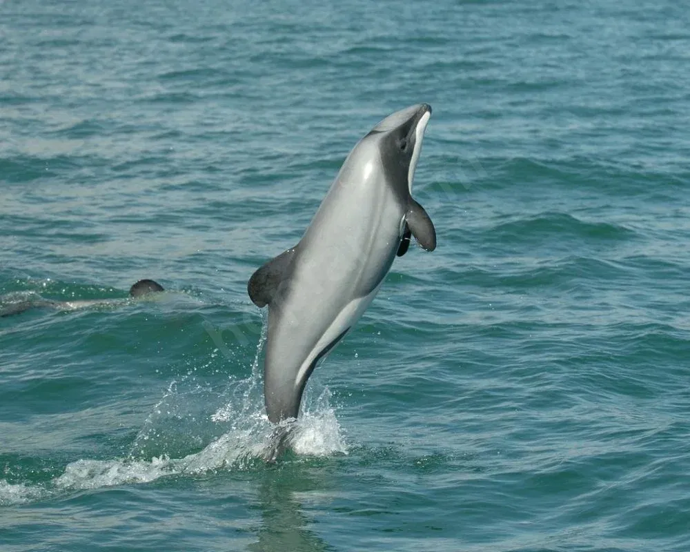 Hector's Dolphin