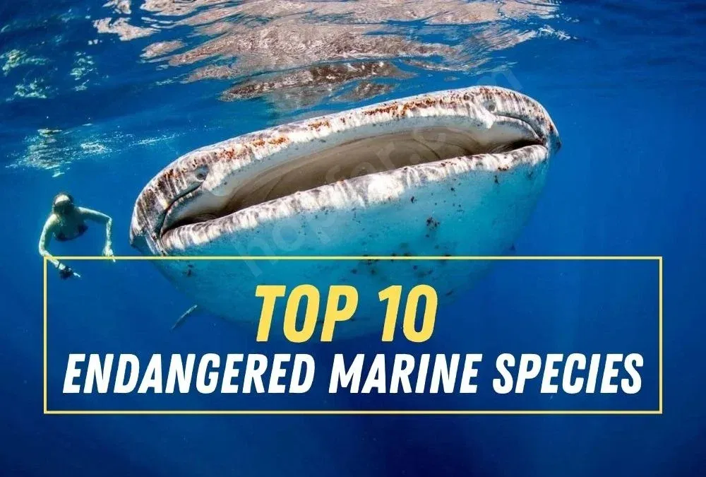 Top 10 Endangered Marine Species